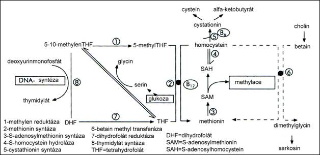 homocystein copy